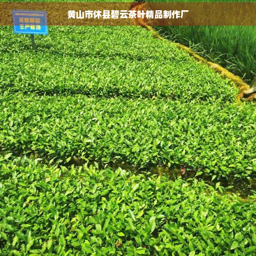 黃山市碧云茶價格與茶道文化傳播探析